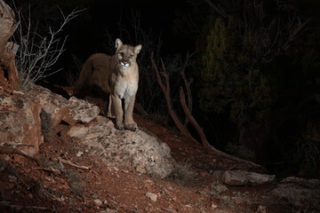 A wild mountain lion stands on a boulder on a wildlife trail in the mountains of Southern Utah at night looking to the right of the camera as it's picture is taken with a remote camera trap.  © Melani
