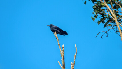 Naklejka premium Probably jungle crow (Corvus macrorhynchos) from Borneo