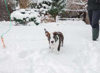 A cute American Staffordshire Terrier puppy (brindle and white) takes a walk in deep snow. Winter backyard, active play with a pet outdoors.
