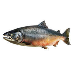 Fresh Salmon Fish Isolated on White Background for Culinary Use