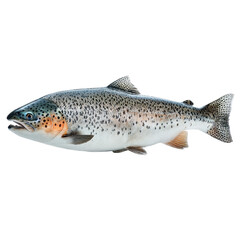 Obraz premium Freshwater trout with detailed spots and vibrant colors on display
