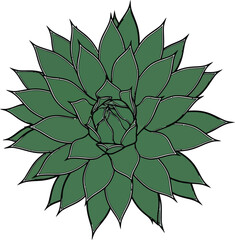Obraz premium Succulent plant top view, green leaves rosette, decorative houseplant design element illustration