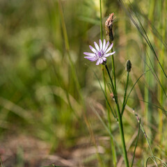 Fleur de chicor&eacute;e sauvage sur le causse M&eacute;jean &agrave; V&eacute;bron, Loz&egrave;re, France