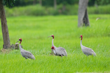 Naklejka premium Eastern Sarus Crane Thai cranes from a breeding center forage in their natural habitat, a conservation effort within the community.