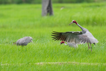 Naklejka premium Eastern Sarus Crane Thai cranes from a breeding center forage in their natural habitat, a conservation effort within the community.
