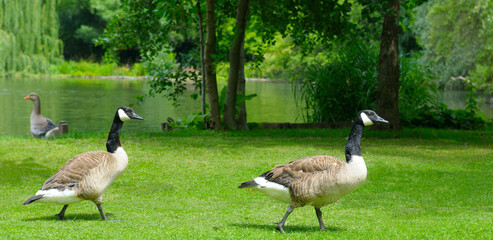 Scenic park landscape with geese strolling on grass in summer © alinamd