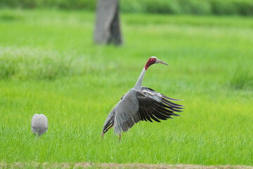 Naklejka premium Eastern Sarus Crane Thai cranes from a breeding center forage in their natural habitat, a conservation effort within the community.