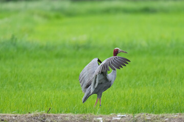 Fototapeta premium Eastern Sarus Crane Thai cranes from a breeding center forage in their natural habitat, a conservation effort within the community.
