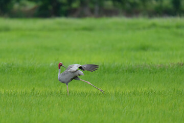 Fototapeta premium Eastern Sarus Crane Thai cranes from a breeding center forage in their natural habitat, a conservation effort within the community.