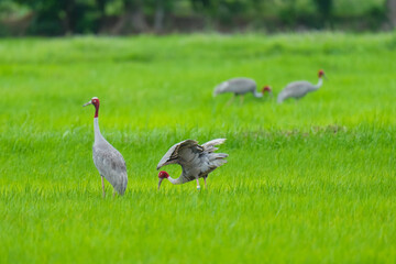 Fototapeta premium Eastern Sarus Crane Thai cranes from a breeding center forage in their natural habitat, a conservation effort within the community.