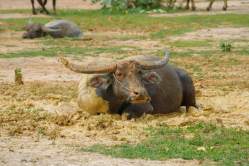 Fototapeta premium hai buffalo in the field at countryside