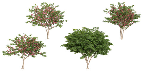 Obraz premium Collection of Javanica trees on transparent background