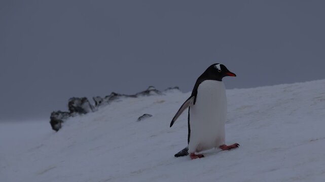 Wildlife footage of Gentoo penguins in their natural Antarctic habitat, captured on camera in a cold polar environment. The video shows social behavior, movement, and daily life of penguins in a prist