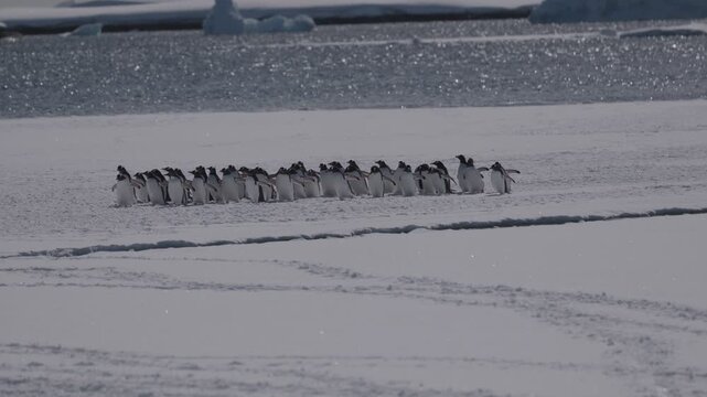 Wildlife footage of Gentoo penguins in their natural Antarctic habitat, captured on camera in a cold polar environment. The video shows social behavior, movement, and daily life of penguins in a prist