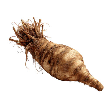 Fresh and Organic Burdock Root Isolated on White Background