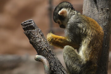 Obraz premium Primer plano de un mono ardilla con pelaje dorado y gris en su hábitat