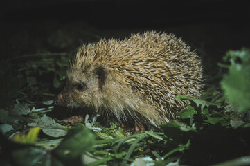 erizo encontrado en el jardin por la noche © Jimmy