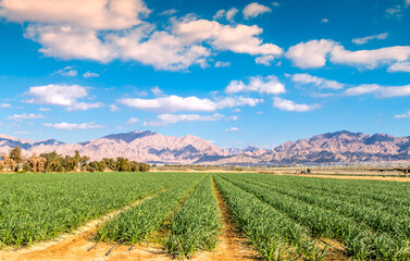 Panorama. Field with new garlic plants and advanced system of irrigation. The photo depicts GMO free sustainable agriculture industry in desert and arid areas of the Middle East. No AI tools were used