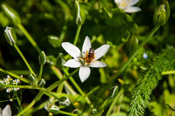 Honey bee Apis mellifera collecting nectar. Ornithogalum blossom flower. Spring nature. Blooming flower pollination. Blossom spring season. Ecosystem and wildlife at springtime. Harvesting