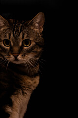 Portrait einer getigerten Katze vor schwarzem Hintergrund