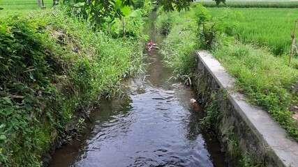 Fototapeta premium Editorial photo showing irrigation water channel with small flow surrounded by vegetation representing agricultural infrastructure and rural environment documentation