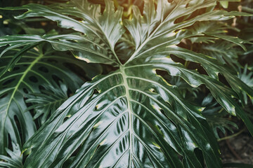 Lush tropical leaves with sunlight creating a vibrant natural background © EdNurg