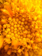 Fototapeta premium Bright yellow flower close-up showing detailed petals and center at midday in a garden