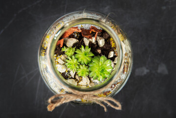 Sukulenty w słoiku - widok od góry © Katarzyna