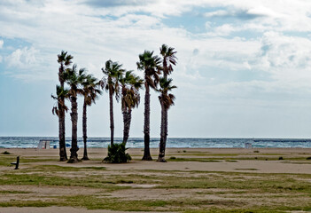 Palm trees off the coast of Spain golden sands