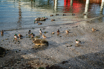 Ducks Near Pier