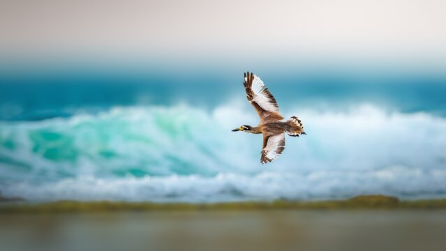 he beach stone-curlew also known as beach thick-knee is a large, ground-dwelling bird that occurs in Australasia, the islands of South-east Asia. At 55 cm and 1 kg, it is one of the world's largest sh