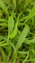 Obraz premium Close up fresh green leaves with serrated edges showing tropical vegetation detail and editorial documentation