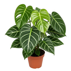 A potted plant with large green leaves