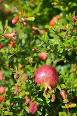 pomegranate flowers