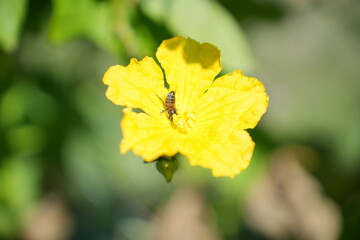 a bee pollinates a flower
