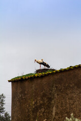 Pair of white storks standing in a nest on top of a rustic mossy roof