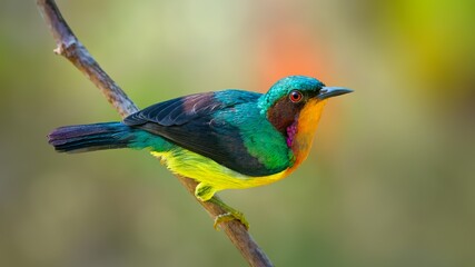 Obraz premium The ruby-cheeked sunbird is a species of sunbird in the family Nectariniidae.