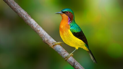 The ruby-cheeked sunbird is a species of sunbird in the family Nectariniidae.