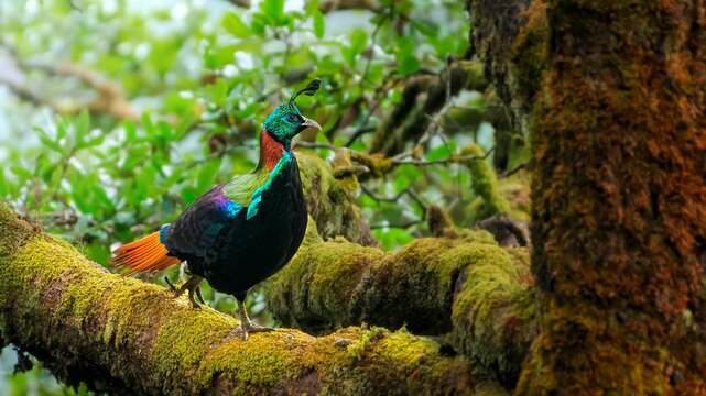 The Himalayan monal, also called Impeyan monal, is a landfowl native to Himalayan forests and shrublands at elevations of 2,100&ndash;4,500 m. It is part of the family Phasianidae and is listed as Least Con