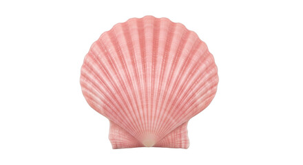 Elegant pink scallop shell isolated on background isolated on transparent background