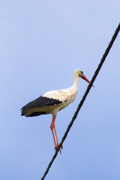 White stork perched on an eletrical wire cable against a clear blue sky