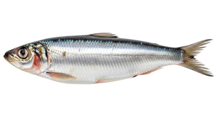 Fresh atlantic sardine culinary ingredient seafood rich in omega 3 oils isolated on transparent background