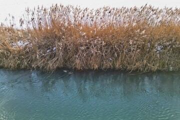 Schilf im Winter - Altm&uuml;hltal - Altm&uuml;hl