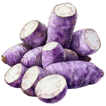 Yam, charming watercolor clipart, isolated on a white background.