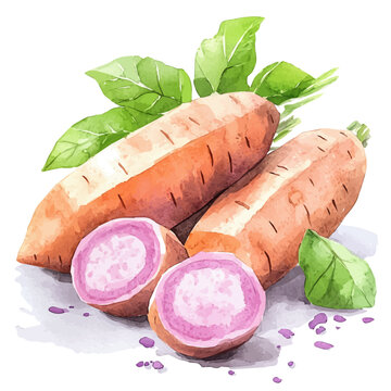 watercolor of Yam draw illustration, isolated on a white background.