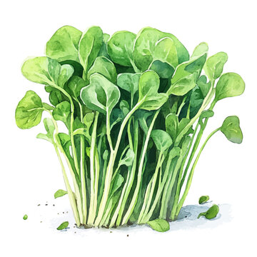watercolor of Watercress vector painting, isolated on a white background.
