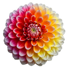 Vibrant multicolored dahlia flower in full bloom