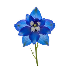 Vibrant blue flower with white center on green stem