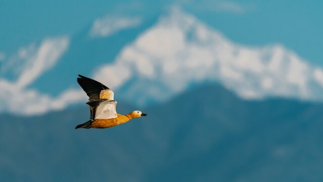 The ruddy shelduck is a bird species in the family Anatidae. It is a distinctive waterfowl, 58 to 70 cm in length with a wingspan of 110 to 135 cm. It has orange-brown body plumage with a paler head, 