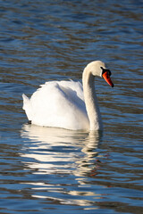Obraz premium Schwan auf ruhigem Wasser im Sonnenlicht